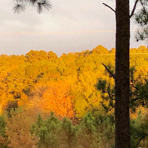 SFA Autumn landscape