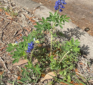 Wild Bluebonnets