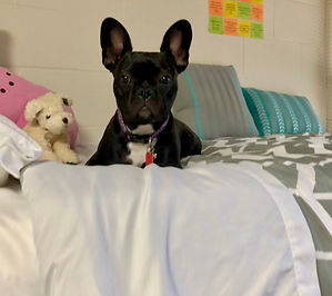 Gemma the Frenchton laying on bed
