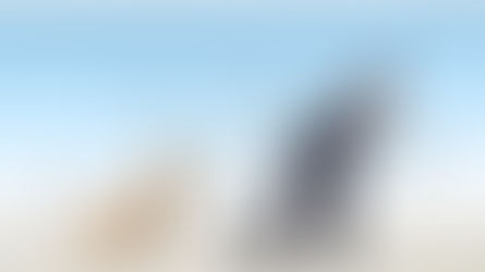 A man pulling a rope attached to a dog while talking on a mobile phone, with labels indicating different types of information transfer such as mechanical, sound, biological, thermal, and electromagnetic signals