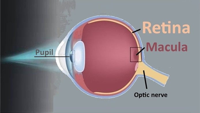 A diagram of the human eye depicting the pupil, retina, macula, and optic nerve
