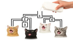 Which cat doesn't get milk? A fun lesson in fluid dynamics