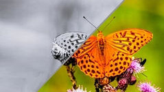 A butterfly on flowers is shown partly in black and white and partly in bright orange, pink, and green, illustrating the contrast between color perception and black-and-white vision.