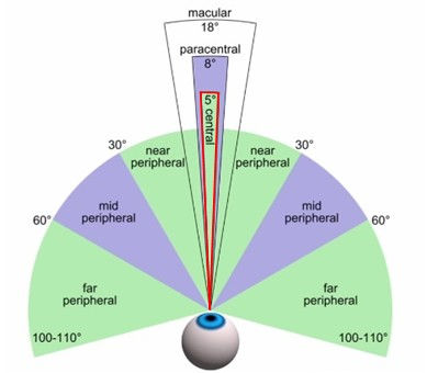 A diagram of the human visual field depicting central and peripheral areas