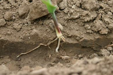 Compaction sillon