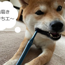 犬の歯磨き