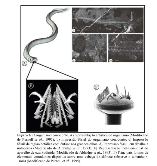 conodontes 1.png