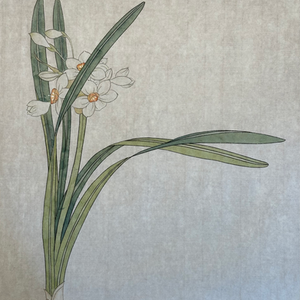 Title: Daffodils (coloured)
