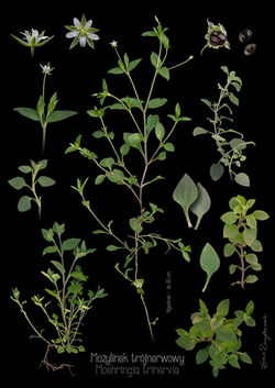 Możylinek trójnerwowy