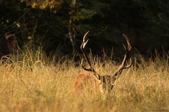 Cerf - Brame 2021