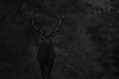 Cerf - Brame 2022