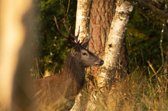 Cerf - Brame 2021