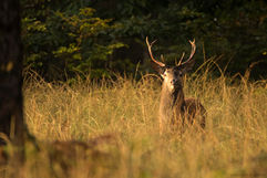 Cerf - Brame 2021