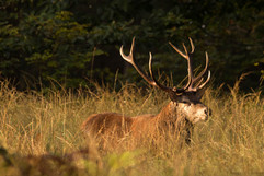 Cerf - Brame 2021