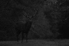 Cerf - Brame 2022