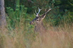Cerf - Brame 2021