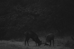 Daguets - Brame 2022
