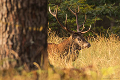 Cerf - Brame 2021