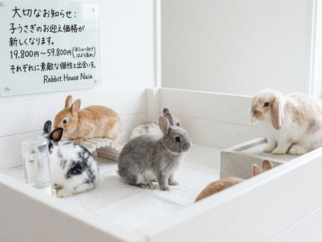 【大切なお知らせ】子うさぎたちのお迎え価格が変わります
