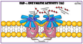 FAP-α: One Target for 28 Cancer Types