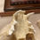 Thumbnail: Canadian Lynx Skull Animal Bones