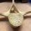 Thumbnail: killer whale vertbrea thoarcic 