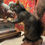 Thumbnail:  taxidermied black squirrel 