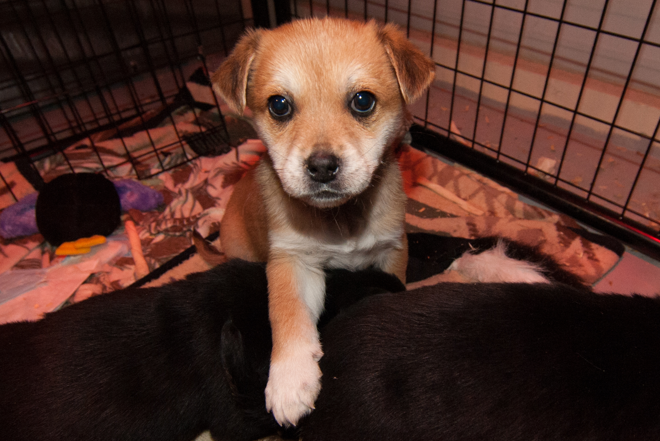 Turtle Mountain Animal Rescue Home