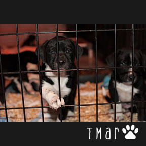 Tmar Available Animals