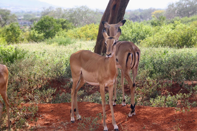 ilsoledelkenya il sole del kenya homepage tsavo
