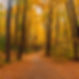 photo of a forest in fall.jpg