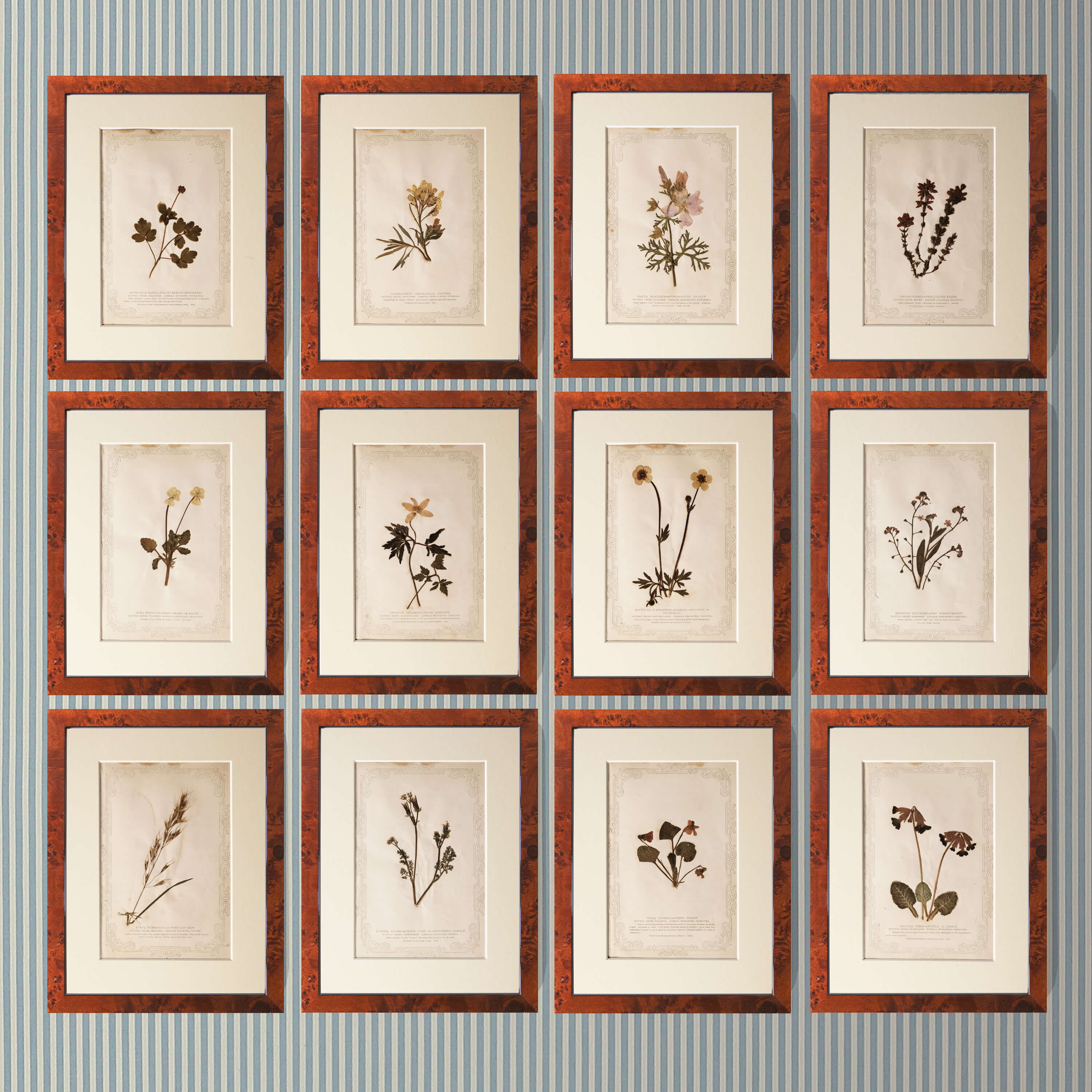 Set of 12 British Wildflowers (1845)