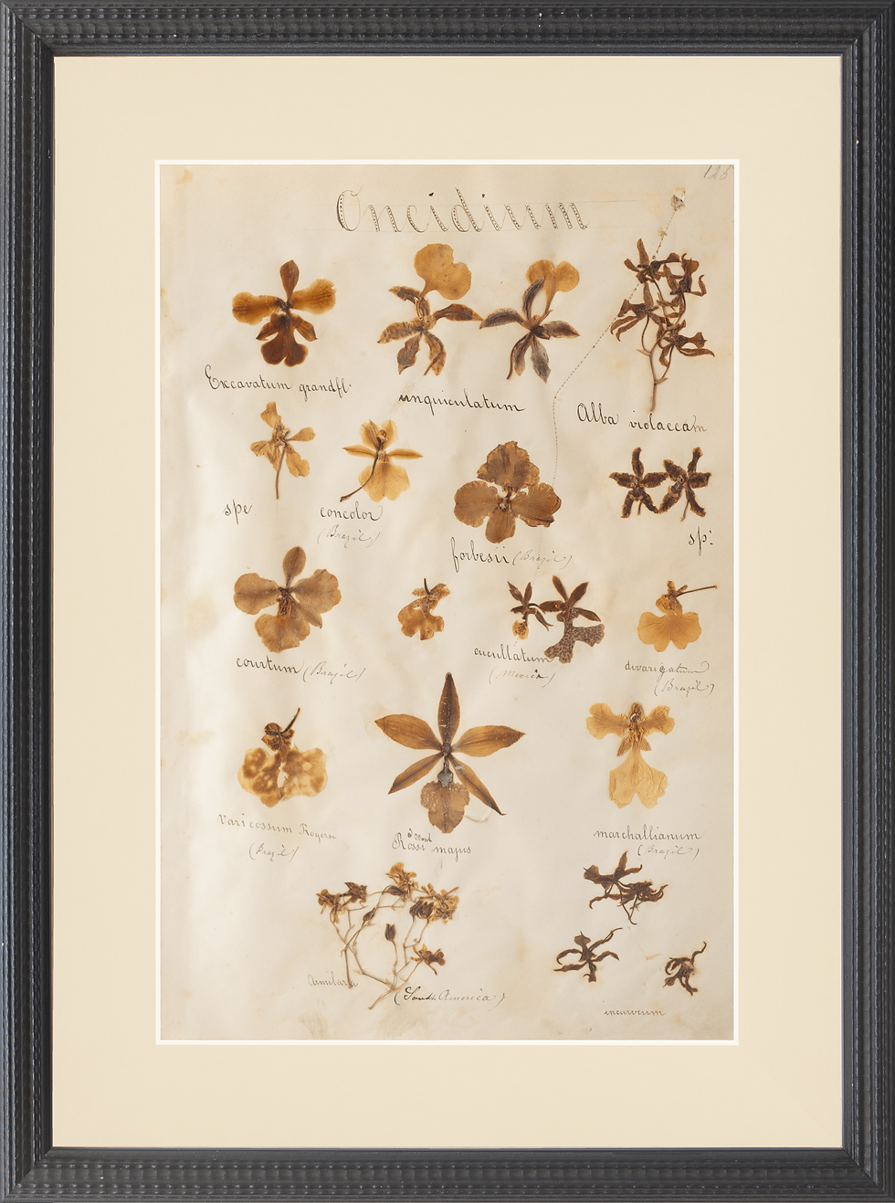 Thumbnail: Set of 6 1876 Herbiers