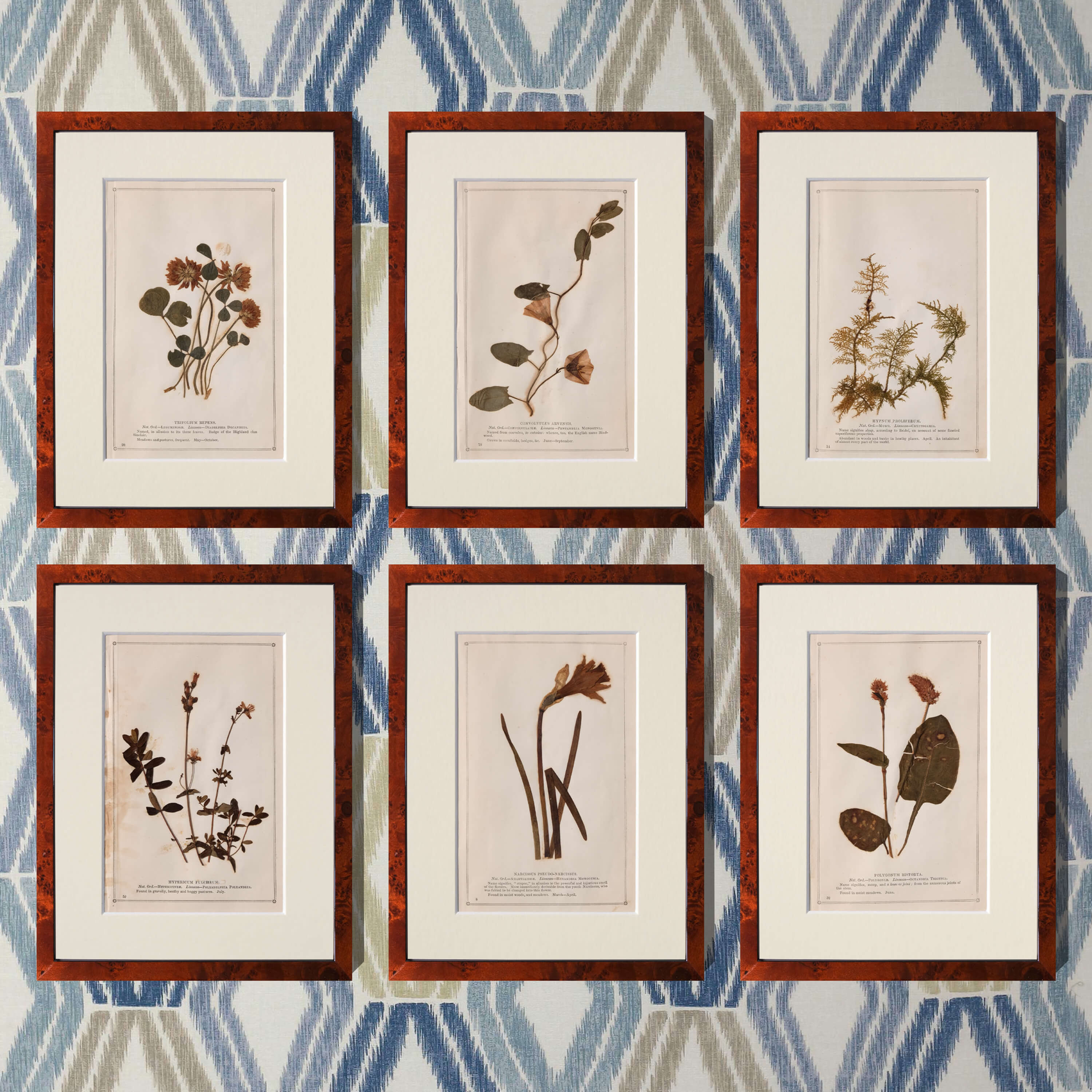 Set of 6 British Wildflowers (1845)