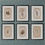 Thumbnail: Set of 6 French seaweed specimens