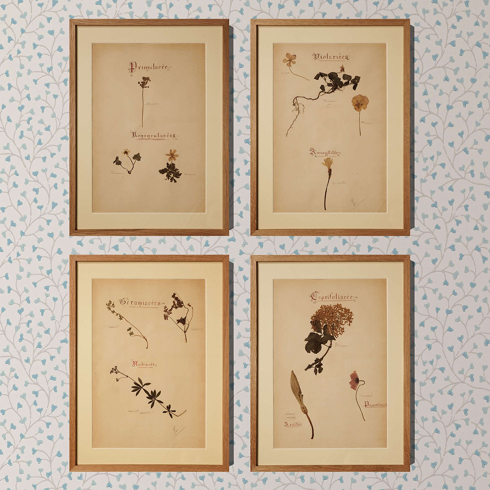 Set of 4 French Herbier Specimens