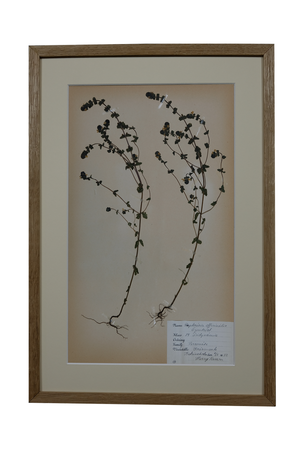 Euphrasia Officinalis