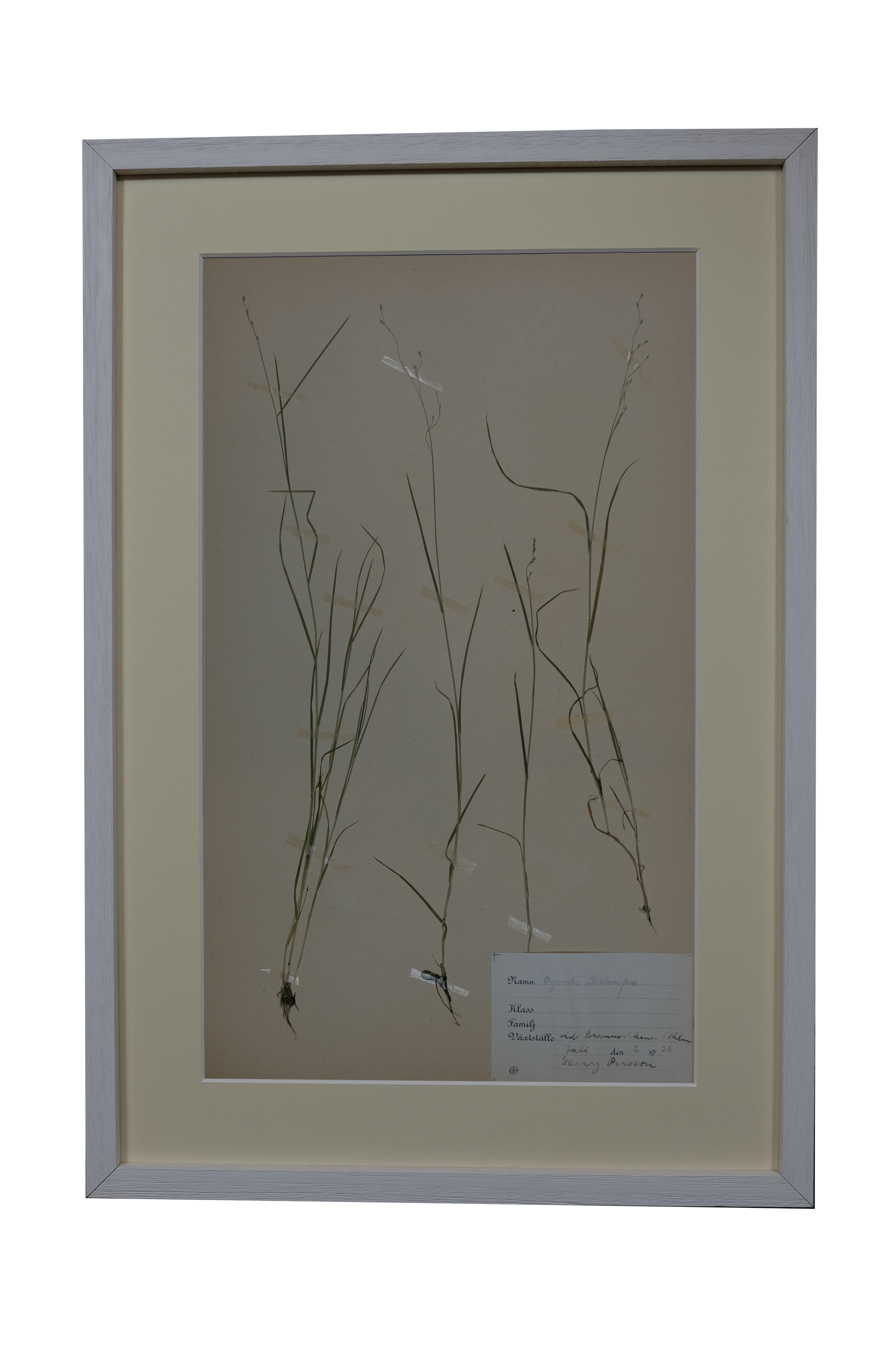 Bromus Stamineus