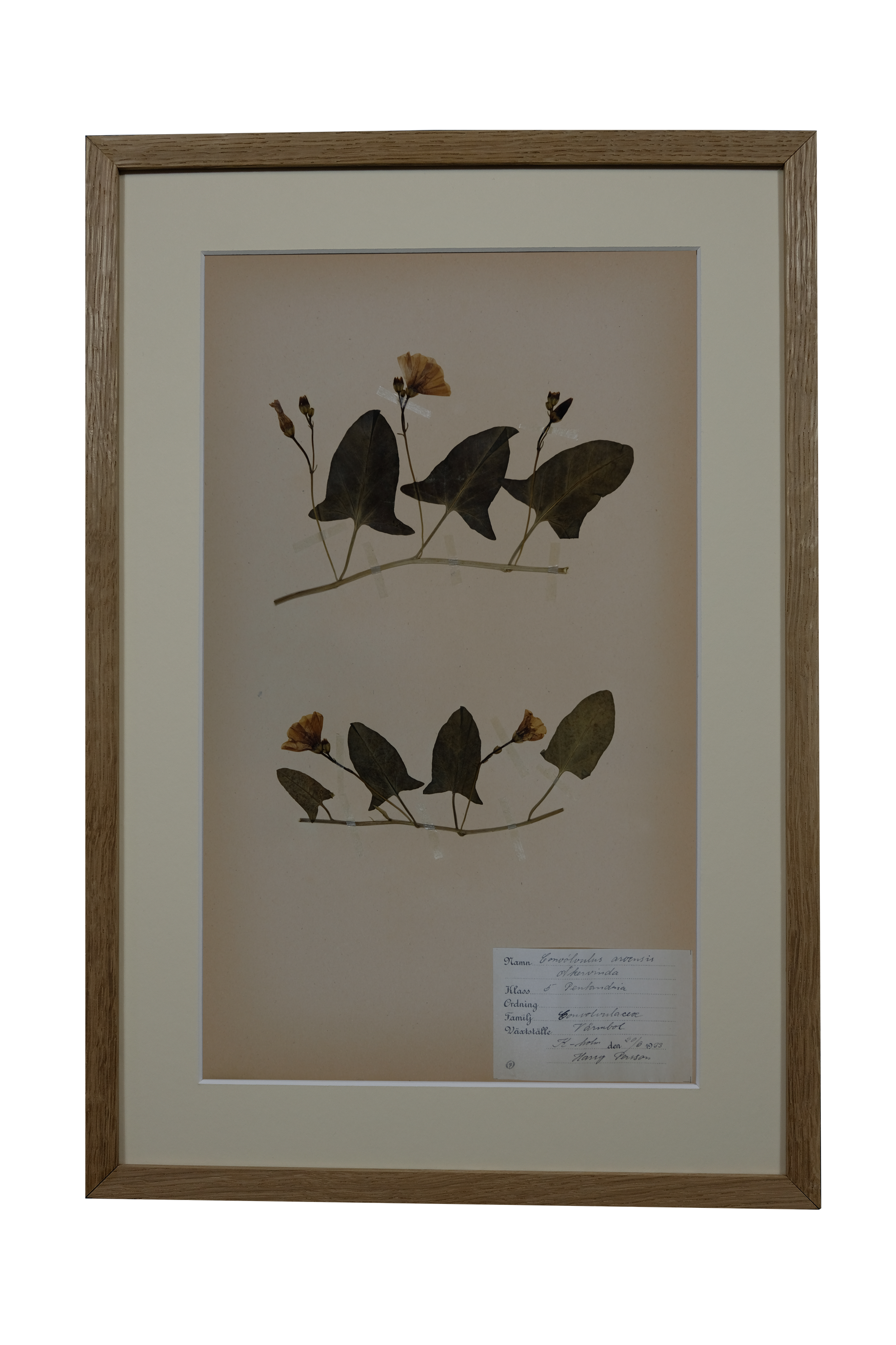 Convolvulus Arvensis