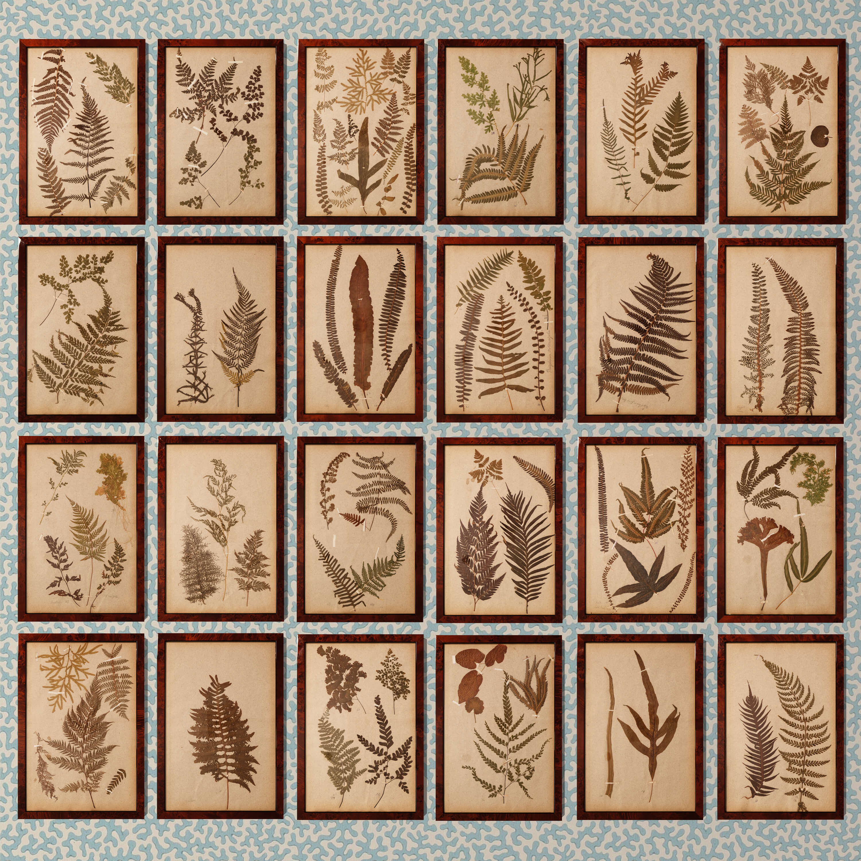 Set of 24 19th Century Ferns