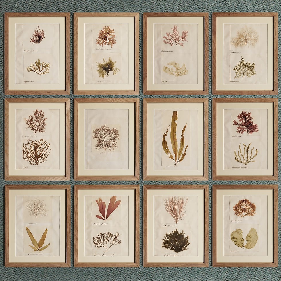 Set of 12 British seaweed specimens