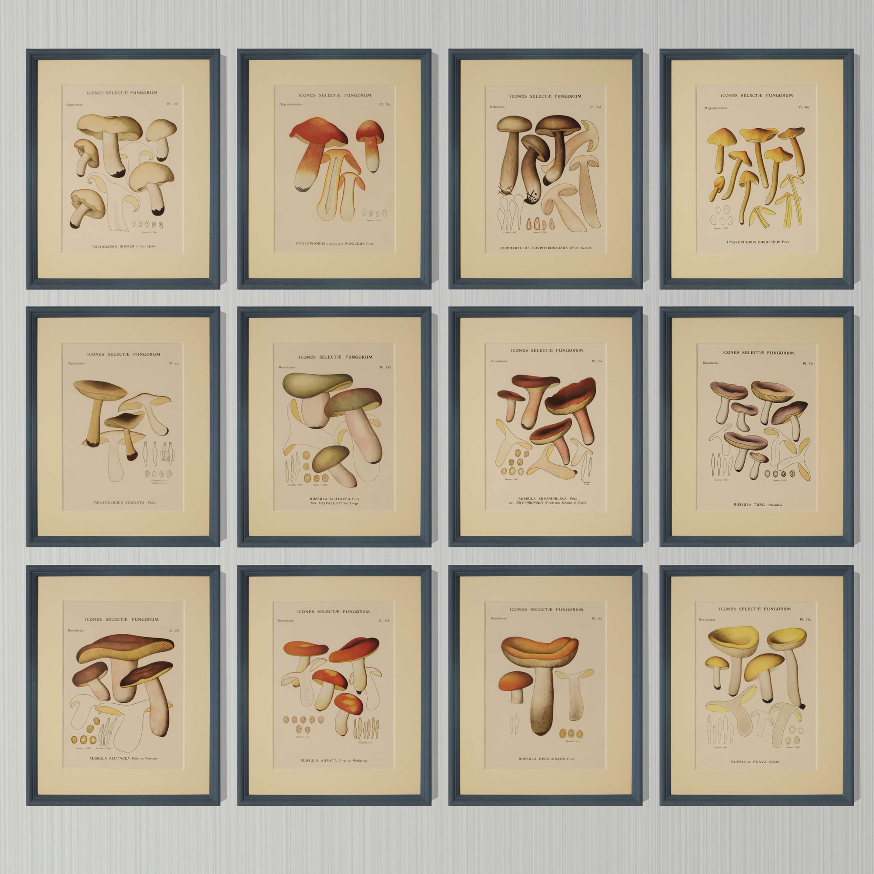 Set of 12 Mushroom Illustrations