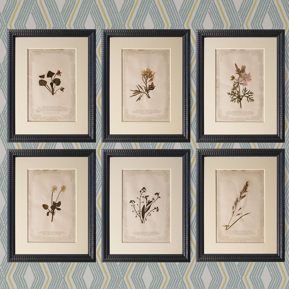 Set of 6 British Wildflowers (1845)