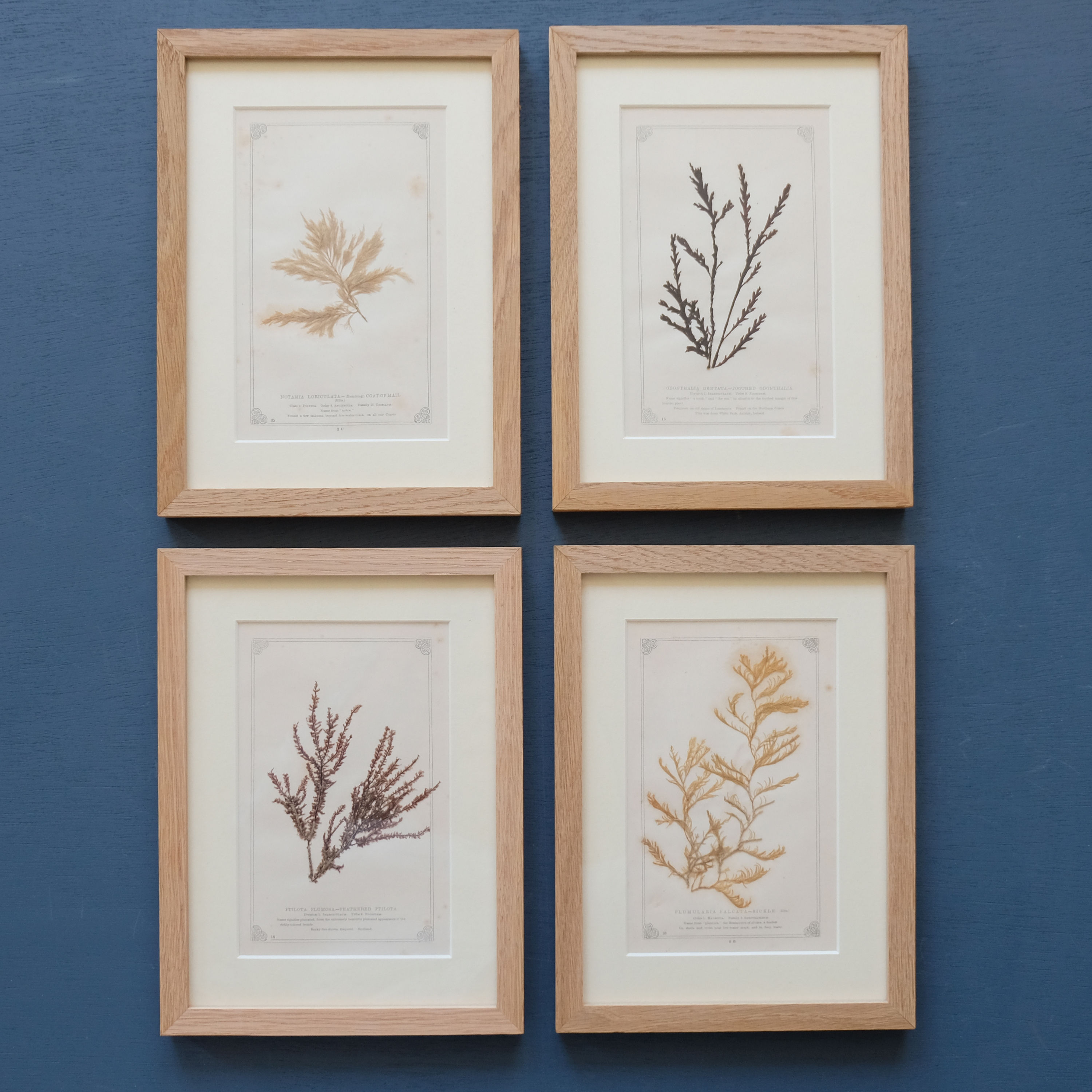 Set of 4 Coral Specimens