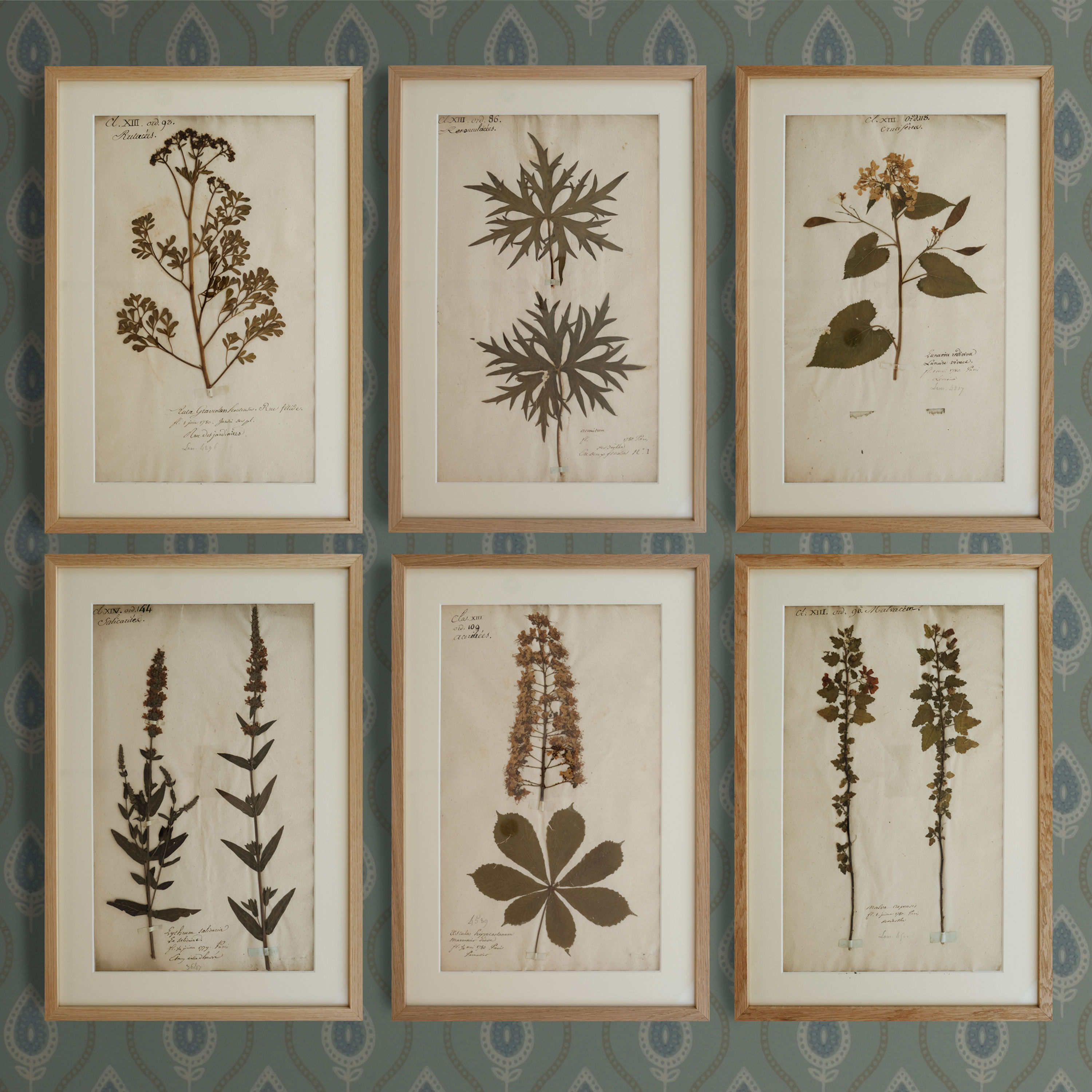 Set of 6 18th Century French botanical specimens
