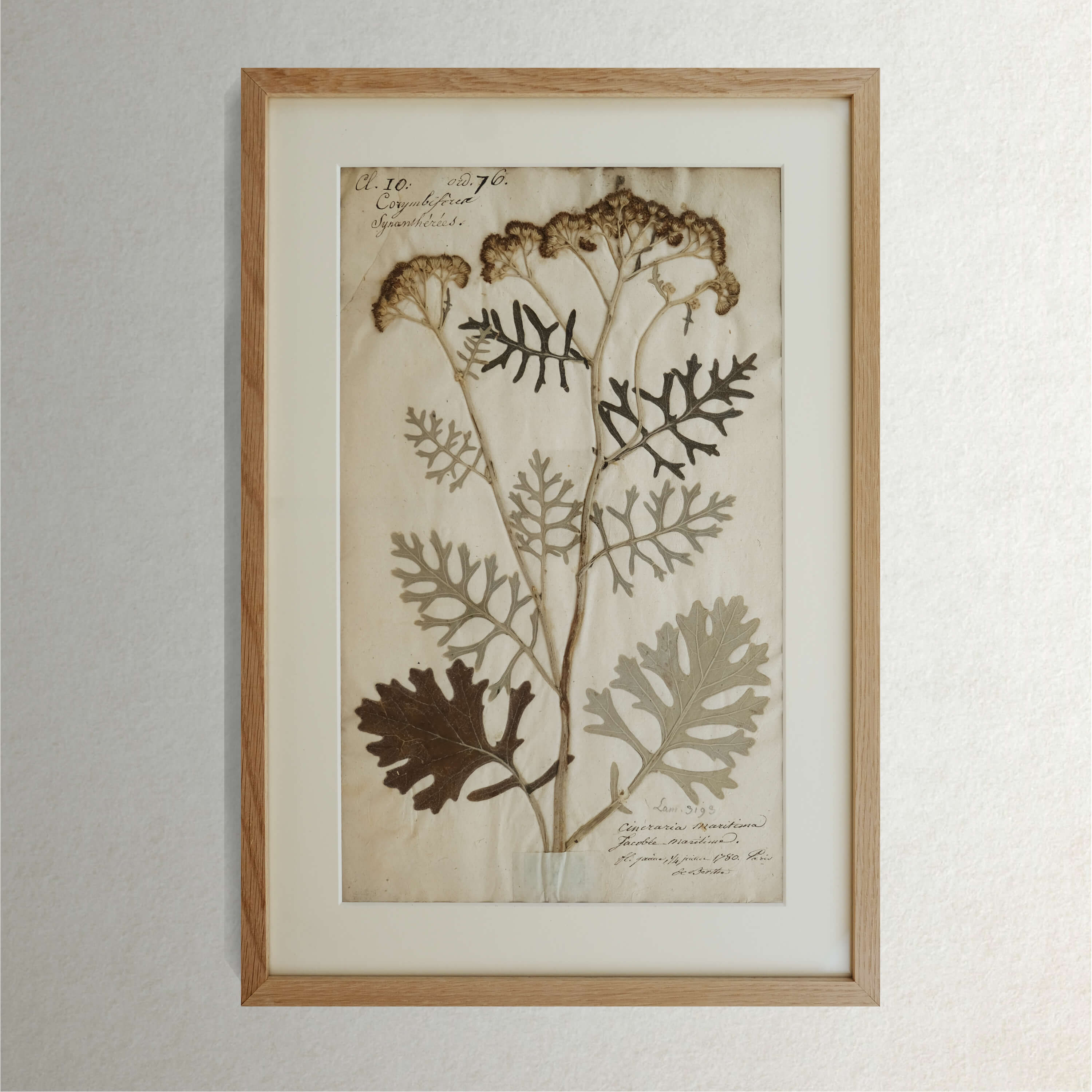 Set of 12 18th Century French Botanical Specimens
