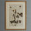 Thumbnail: Set of 12 18th Century French botanical specimens