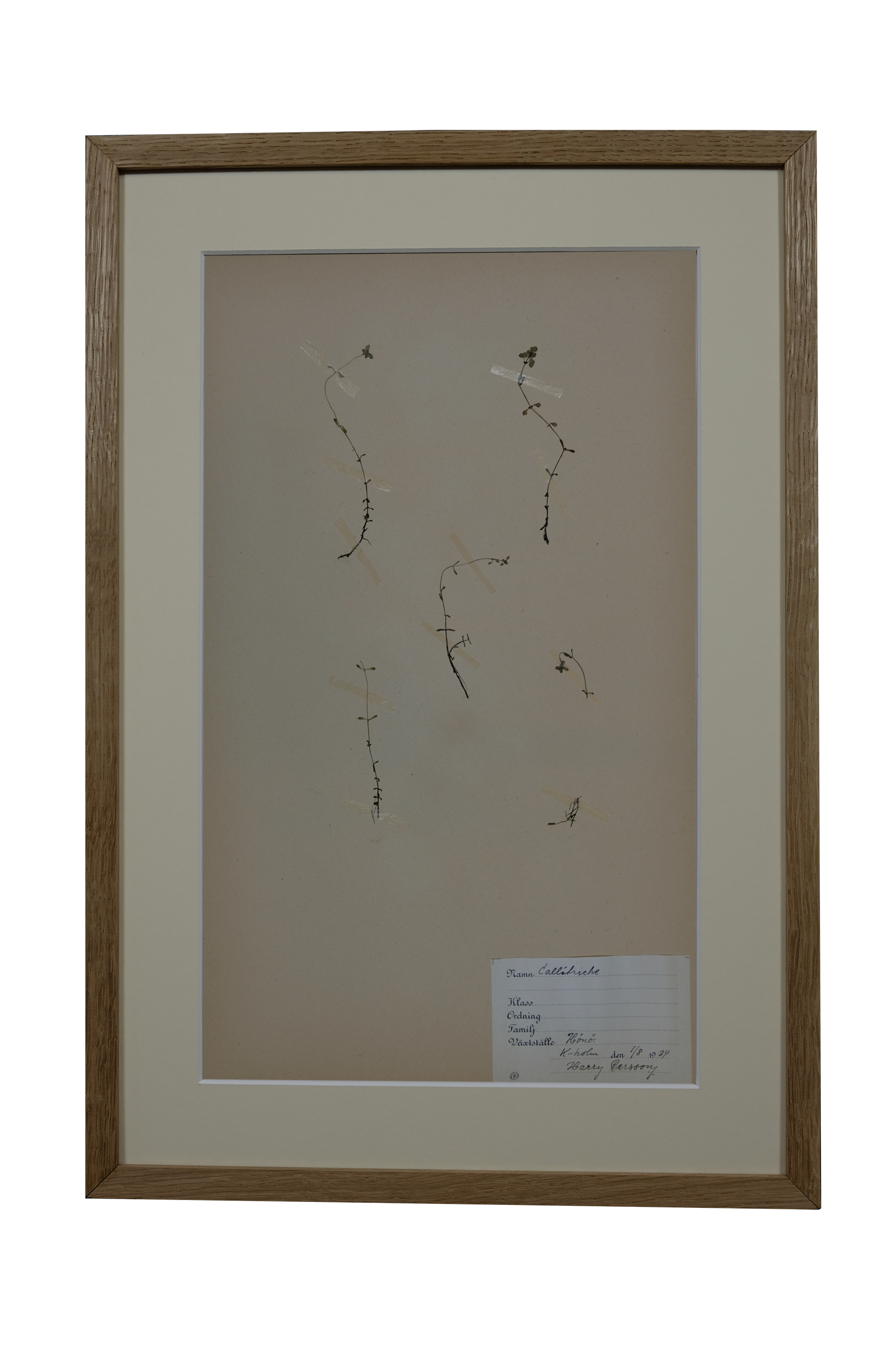 Callitriche Stagnalis