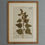 Thumbnail: Set of 12 18th Century French botanical specimens