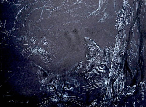 A Glaring of Wildcats